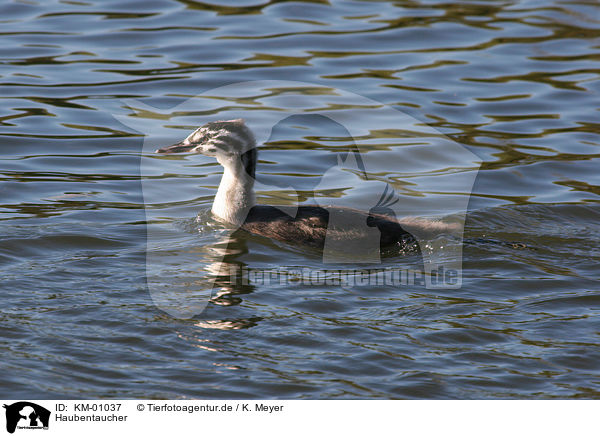 Haubentaucher / great crested grebe / KM-01037