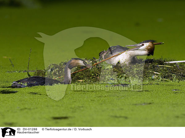 Haubentaucher / Great Crested Grebe / DV-01288