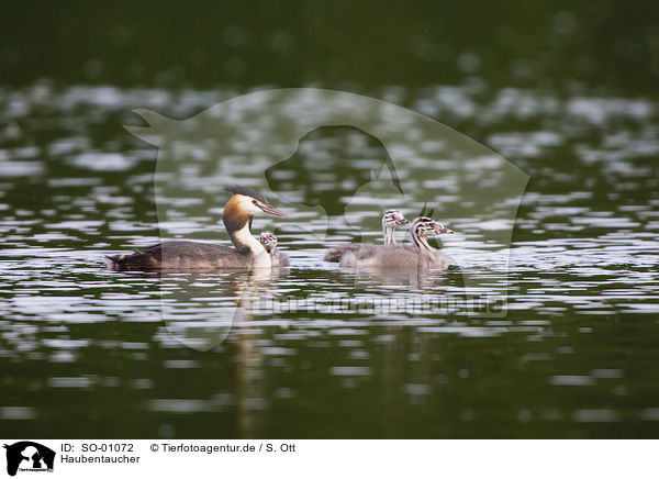 Haubentaucher / great crested grebe / SO-01072