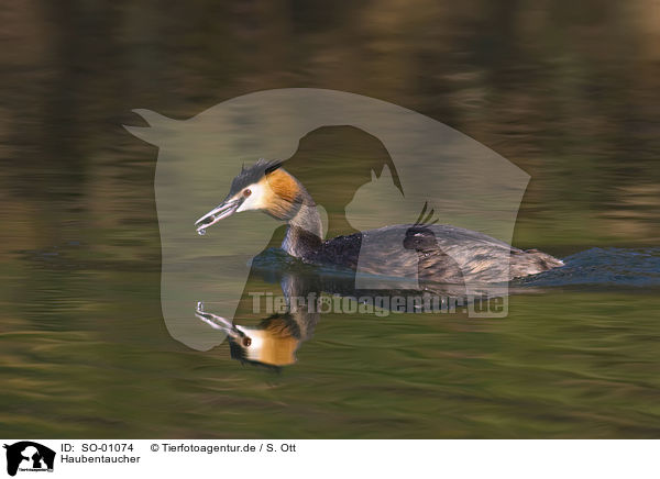 Haubentaucher / great crested grebe / SO-01074
