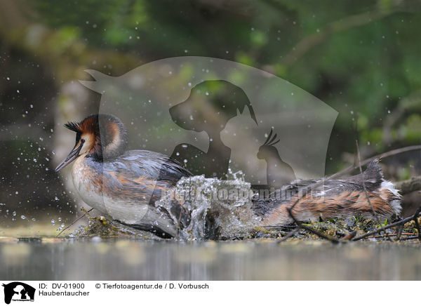 Haubentaucher / great crested grebes / DV-01900