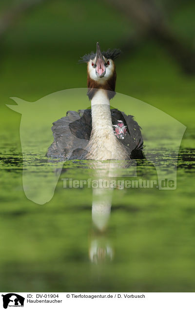 Haubentaucher / great crested grebe / DV-01904