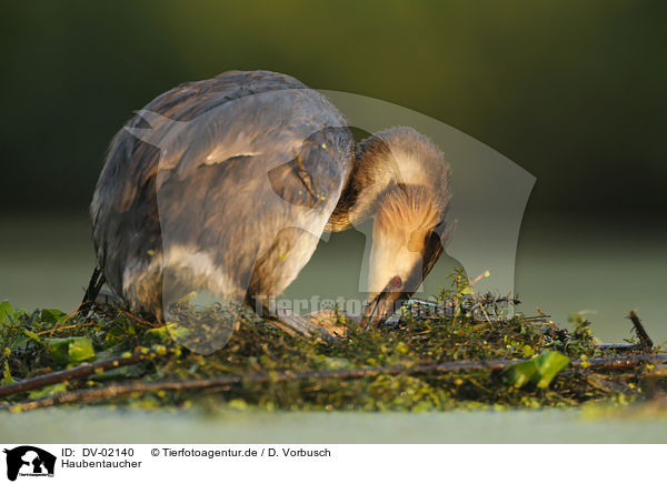 Haubentaucher / great crested grebe / DV-02140