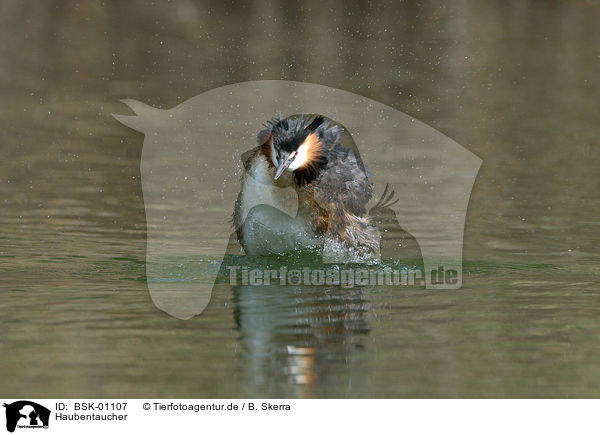 Haubentaucher / great crested grebe / BSK-01107