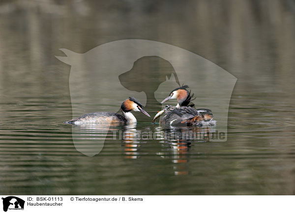 Haubentaucher / great crested grebes / BSK-01113