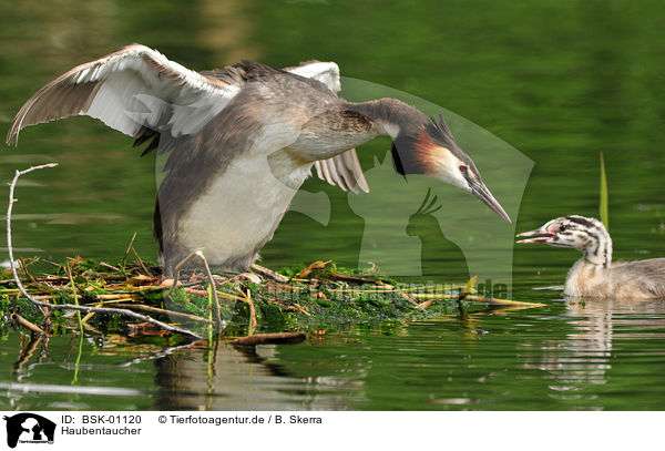 Haubentaucher / great crested grebes / BSK-01120