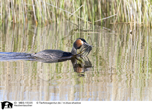 Haubentaucher / great crested grebe / MBS-15335
