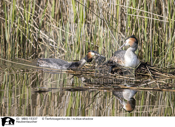 Haubentaucher / great crested grebes / MBS-15337
