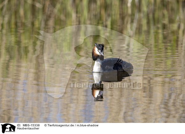 Haubentaucher / MBS-15338