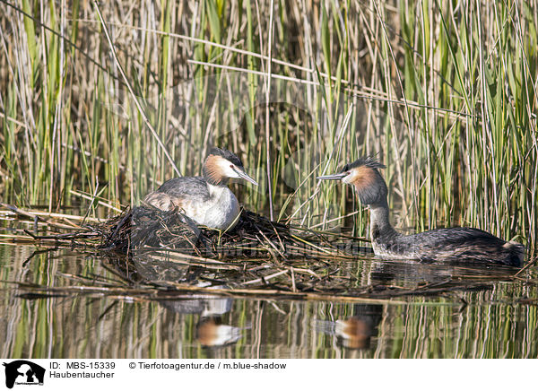 Haubentaucher / great crested grebes / MBS-15339