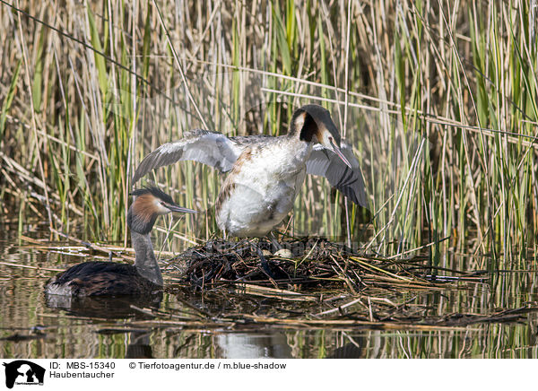 Haubentaucher / great crested grebes / MBS-15340