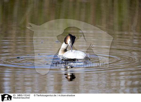 Haubentaucher / great crested grebe / MBS-15342