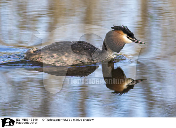Haubentaucher / MBS-15346