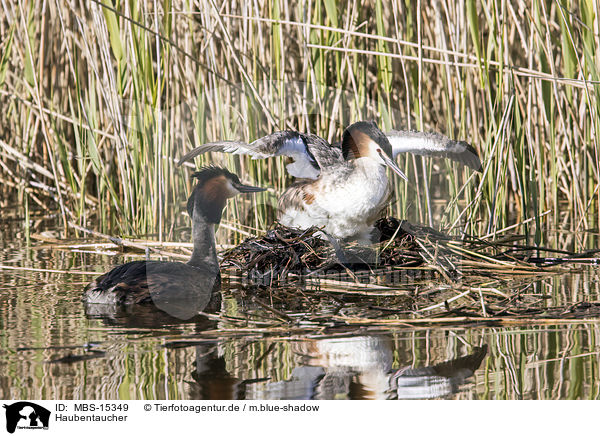 Haubentaucher / great crested grebes / MBS-15349