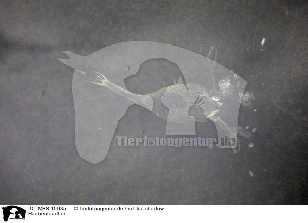 Haubentaucher / great crested grebe / MBS-15935