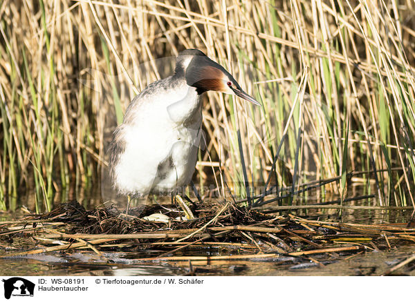 Haubentaucher / great crested grebe / WS-08191