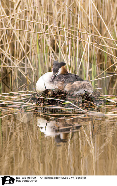 Haubentaucher / great crested grebe / WS-08199