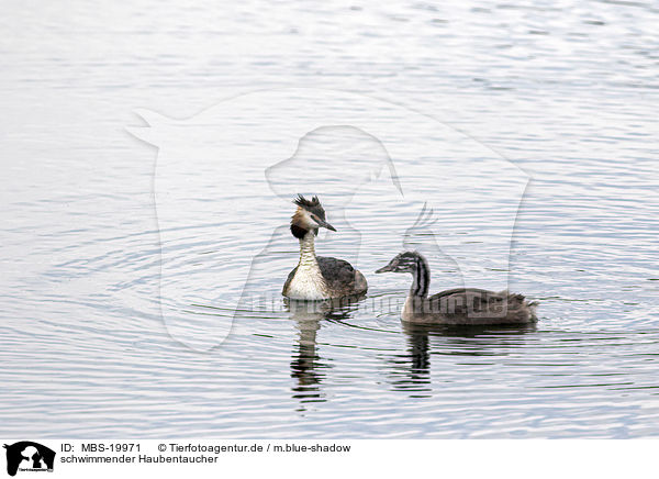schwimmender Haubentaucher / swimming Great Crested Grebe / MBS-19971
