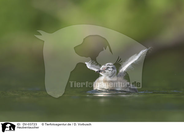 Haubentaucher / Great Crested Grebe / DV-03723