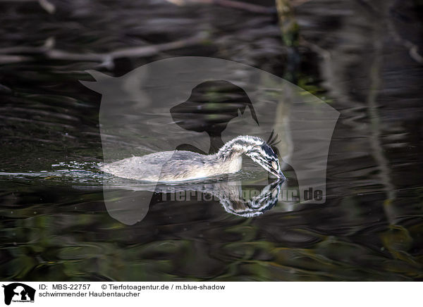 schwimmender Haubentaucher / MBS-22757