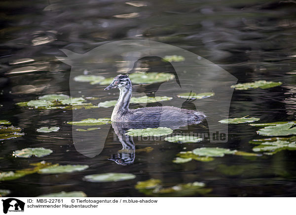 schwimmender Haubentaucher / swimming Great Crested Grebe / MBS-22761