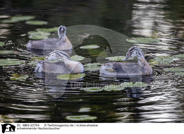 schwimmende Haubentaucher / swimming Great Crested Grebes / MBS-22764