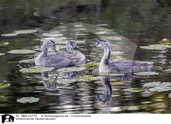 schwimmende Haubentaucher / swimming Great Crested Grebes / MBS-22775