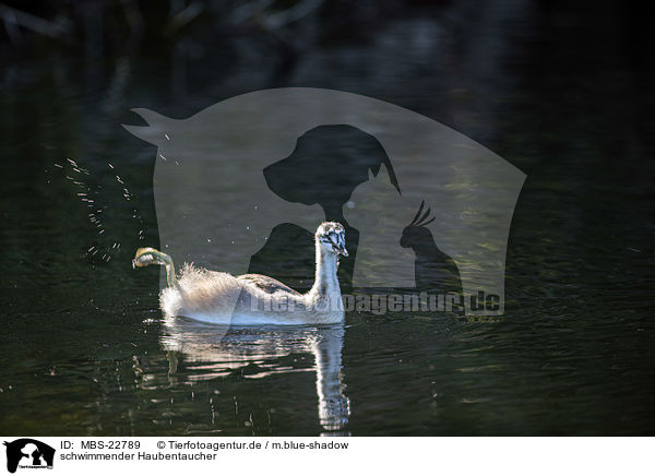 schwimmender Haubentaucher / MBS-22789