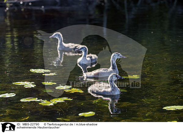 schwimmende Haubentaucher / swimming Great Crested Grebes / MBS-22790