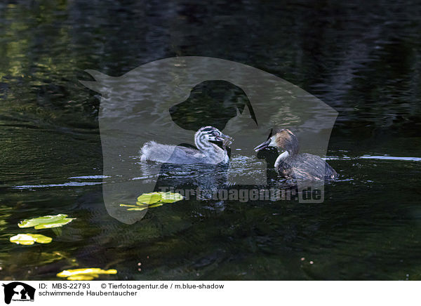 schwimmende Haubentaucher / swimming Great Crested Grebes / MBS-22793