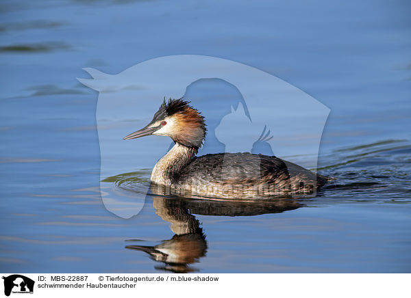 schwimmender Haubentaucher / MBS-22887