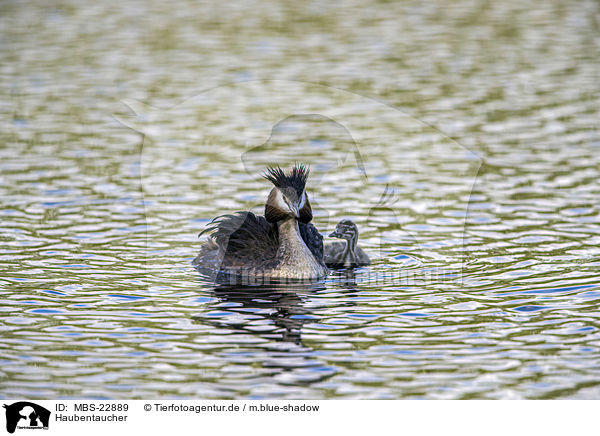 Haubentaucher / Great Crested Grebes / MBS-22889