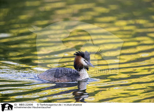 schwimmender Haubentaucher / MBS-22896