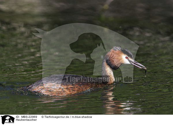 Haubentaucher / great crested grebe / MBS-22969
