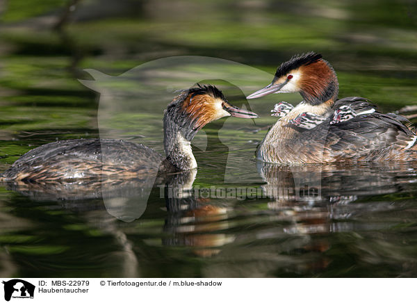 Haubentaucher / great crested grebe / MBS-22979