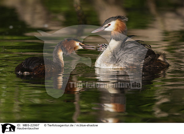 Haubentaucher / great crested grebe / MBS-22997