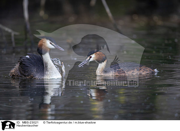 Haubentaucher / great crested grebe / MBS-23021