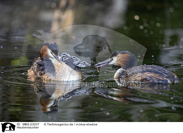 Haubentaucher / great crested grebe / MBS-23037