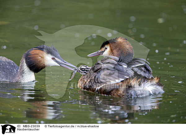 Haubentaucher / great crested grebe / MBS-23039