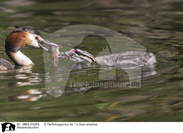 Haubentaucher / great crested grebe / MBS-23069