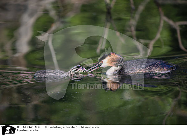 Haubentaucher / great crested grebe / MBS-23106