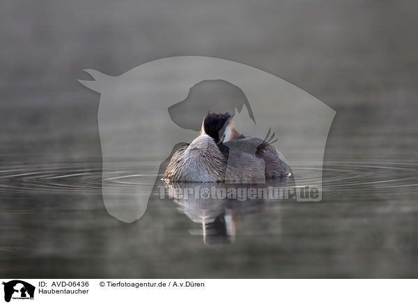 Haubentaucher / AVD-06436