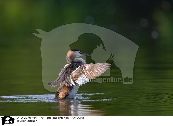 Haubentaucher / great crested grebe / AVD-06454