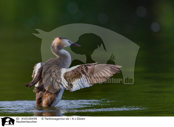 Haubentaucher / great crested grebe / AVD-06456