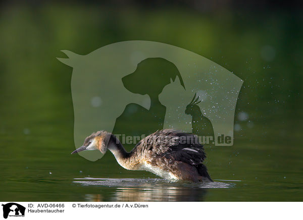 Haubentaucher / great crested grebe / AVD-06466