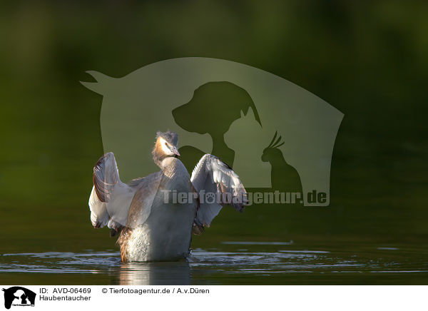 Haubentaucher / great crested grebe / AVD-06469