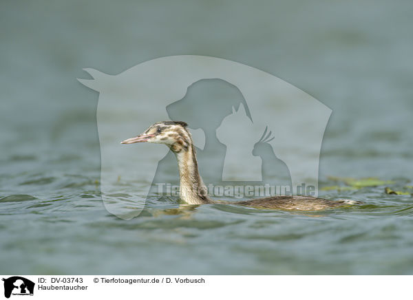 Haubentaucher / great crested grebe / DV-03743