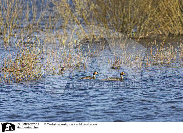 Haubentaucher / great crested grebe / MBS-27569