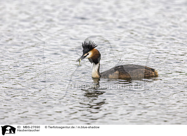 Haubentaucher / great crested grebe / MBS-27690