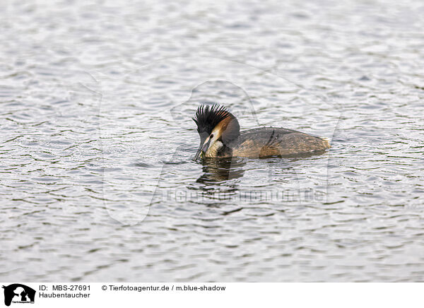 Haubentaucher / great crested grebe / MBS-27691